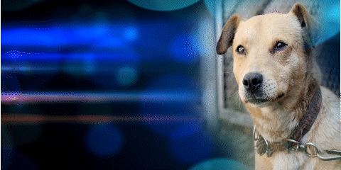 DogPerson video